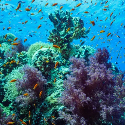 Marine biodiversity